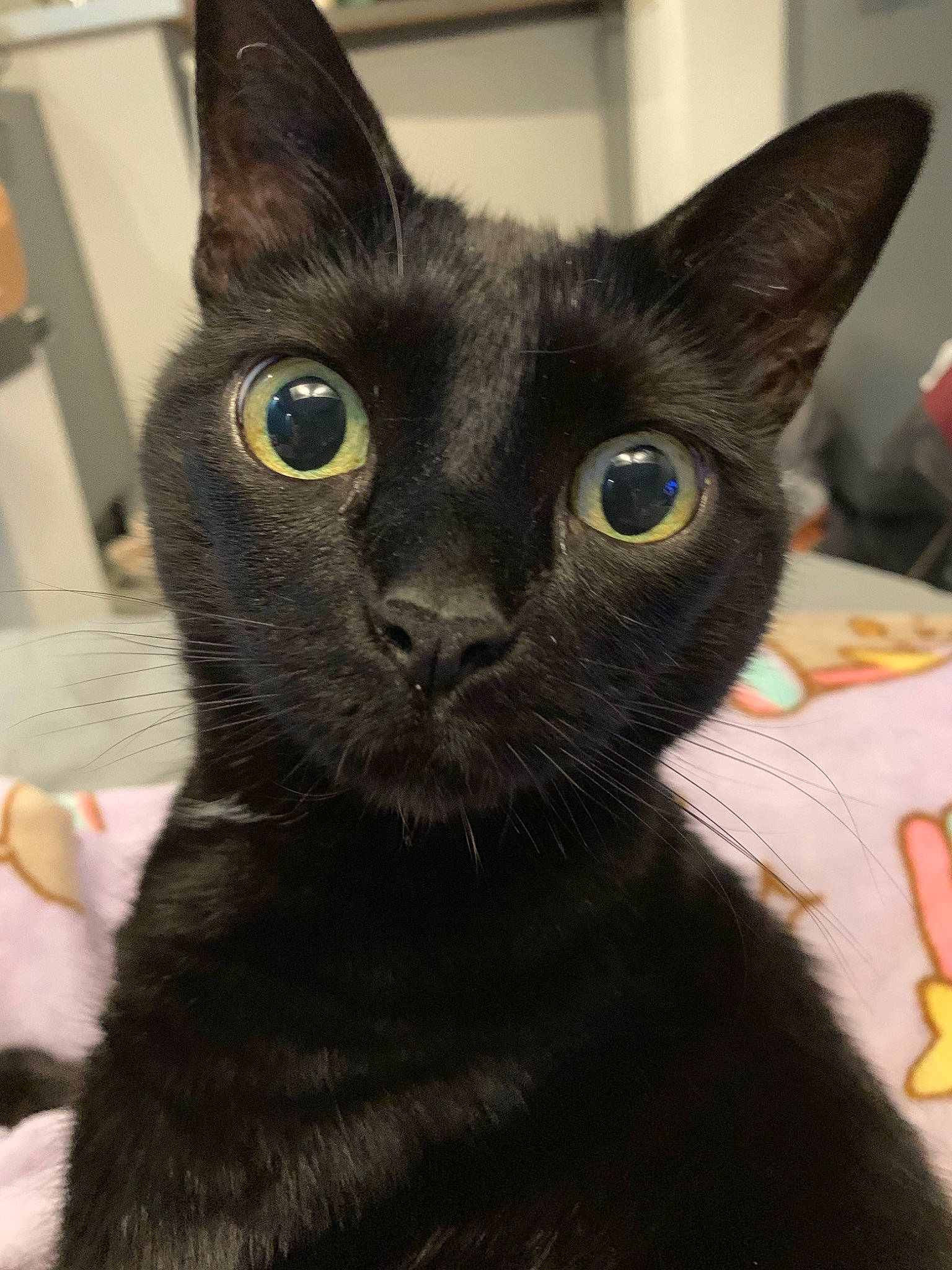 Crabi participe au concours pour gagner de l'argent avec cette photo : black, black_cat, bombay, carnivore, cat, domestic_short_haired_cat, felidae, fur, iris, mammal, organism, small_to_medium_sized_cats, snout, terrestrial_animal, vertebrate, whiskers