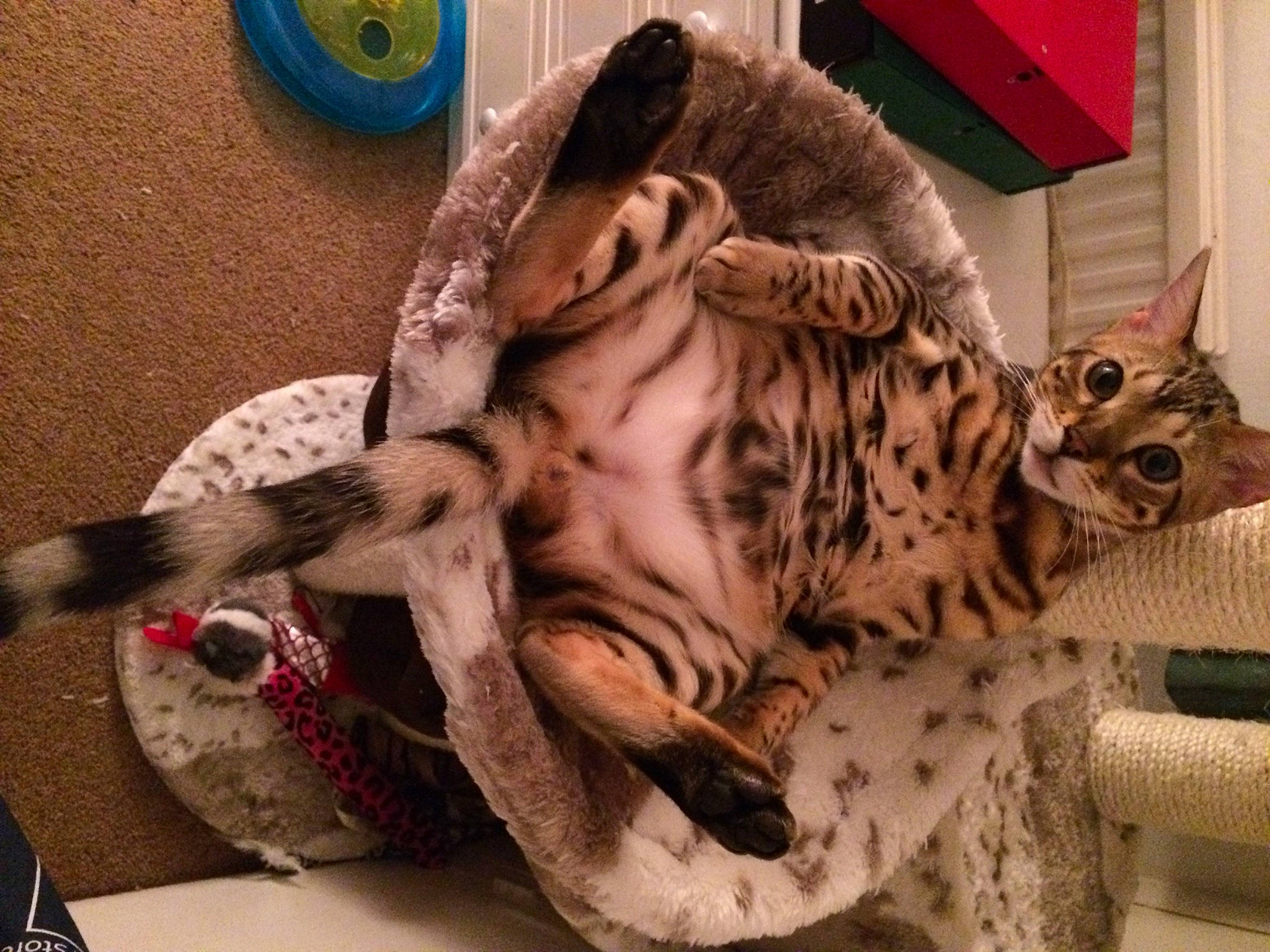 Thor joined the competition — help win amazing prizes! big_cats, carnivore, cat, claw, domestic_short_haired_cat, fang, fawn, felidae, fur, pattern, paw, small_to_medium_sized_cats, snout, tail, terrestrial_animal, toy, whiskers