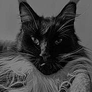 Ti Coon participe au concours pour gagner de l'argent avec cette photo : cat, black_and_white, fluffy, whiskers, portrait, close_up, animal, feline, fur, eyes, face, pet, indoors, soft_light, detailed, majestic, calm, resting, cute, focused