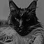 cat, black_and_white, fluffy, whiskers, portrait, close_up, animal, feline, fur, eyes, face, pet, indoors, soft_light, detailed, majestic, calm, resting, cute, focused