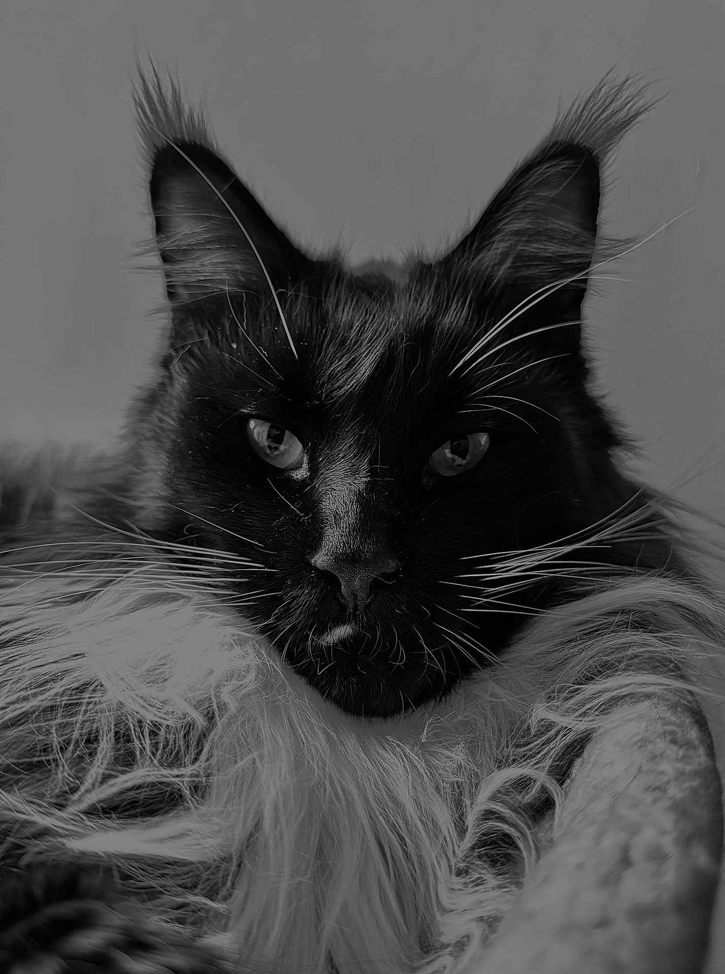 Ti Coon participe au concours pour gagner de l'argent avec cette photo : cat, black_and_white, fluffy, whiskers, portrait, close_up, animal, feline, fur, eyes, face, pet, indoors, soft_light, detailed, majestic, calm, resting, cute, focused
