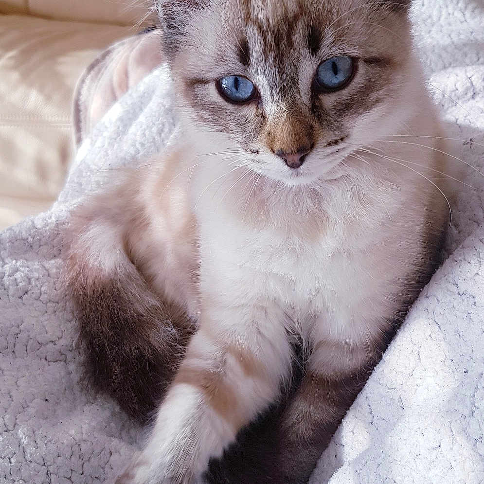 Kiko