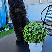 Michmich participe au concours pour gagner de l'argent avec cette photo : animal, balcony, black_cat, cat, chair, curious, daylight, domestic_cat, furniture, greenery, home, looking_up, modern, nature, outdoor, pet, plant, potted_plant, sunlight, table