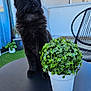 animal, balcony, black_cat, cat, chair, curious, daylight, domestic_cat, furniture, greenery, home, looking_up, modern, nature, outdoor, pet, plant, potted_plant, sunlight, table