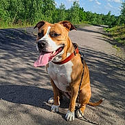 Luna a rejoint le concours — aidez-le/la à gagner de superbes lots ! dog, brown_dog, white_dog, sitting, leash, collar, tongue_out, outdoor, nature, gravel_path, trees, greenery, blue_sky, clouds, sunny, daylight, happy, pet, canine, walking_path