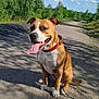 dog, brown_dog, white_dog, sitting, leash, collar, tongue_out, outdoor, nature, gravel_path, trees, greenery, blue_sky, clouds, sunny, daylight, happy, pet, canine, walking_path