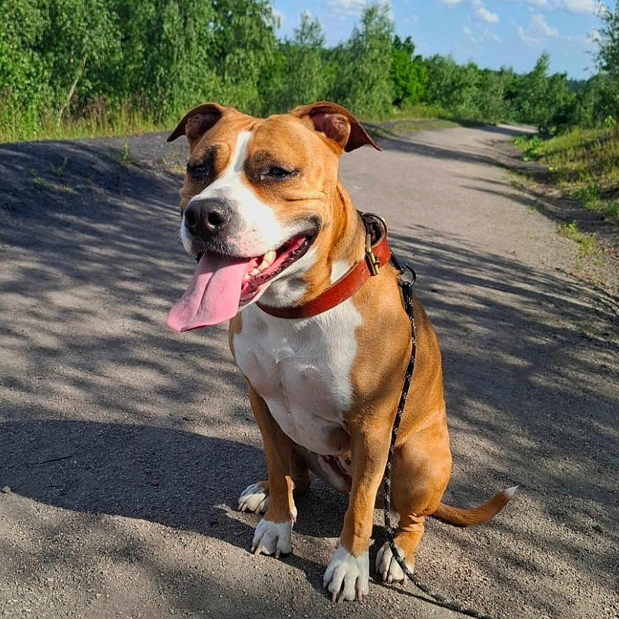 Luna a rejoint le concours — aidez-le/la à gagner de superbes lots ! blue_sky, brown_dog, canine, clouds, collar, daylight, dog, gravel_path, greenery, happy, leash, nature, outdoor, pet, sitting, sunny, tongue_out, trees, walking_path, white_dog
