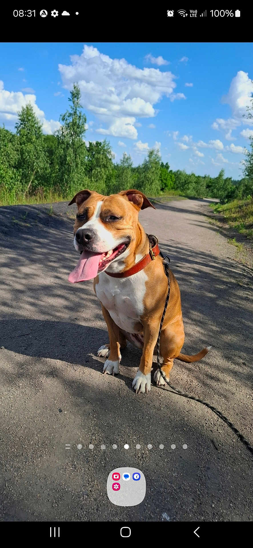 Luna a rejoint le concours — aidez-le/la à gagner de superbes lots ! dog, brown_dog, white_dog, sitting, leash, collar, tongue_out, outdoor, nature, gravel_path, trees, greenery, blue_sky, clouds, sunny, daylight, happy, pet, canine, walking_path