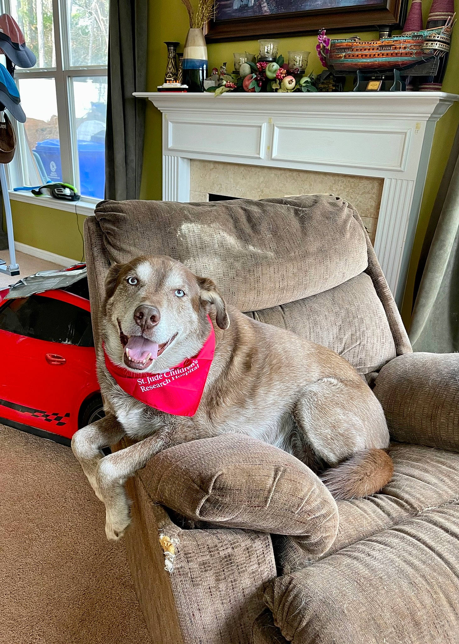 Hunter joined the competition — help win amazing prizes! automotive_lighting, carnivore, collar, comfort, companion_dog, couch, dog, dog_breed, dog_supply, fawn, flooring, fur, grey, living_room, picture_frame, snout, tire, vehicle, vehicle_door, window