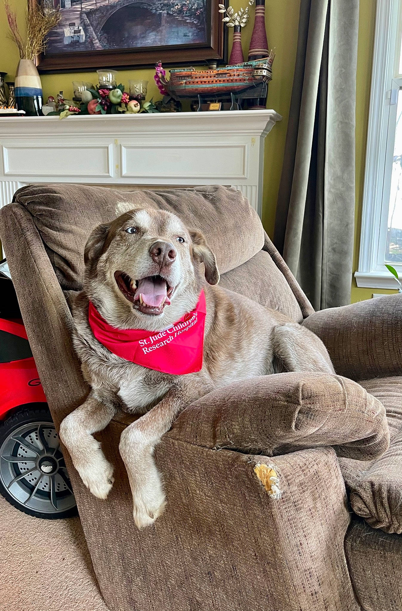 Hunter joined the competition — help win amazing prizes! automotive_tire, canidae, carnivore, collar, companion_dog, curtain, dog, dog_breed, dog_supply, fawn, grey, leash, living_room, room, snout, sporting_group, television, tire, wheel, window
