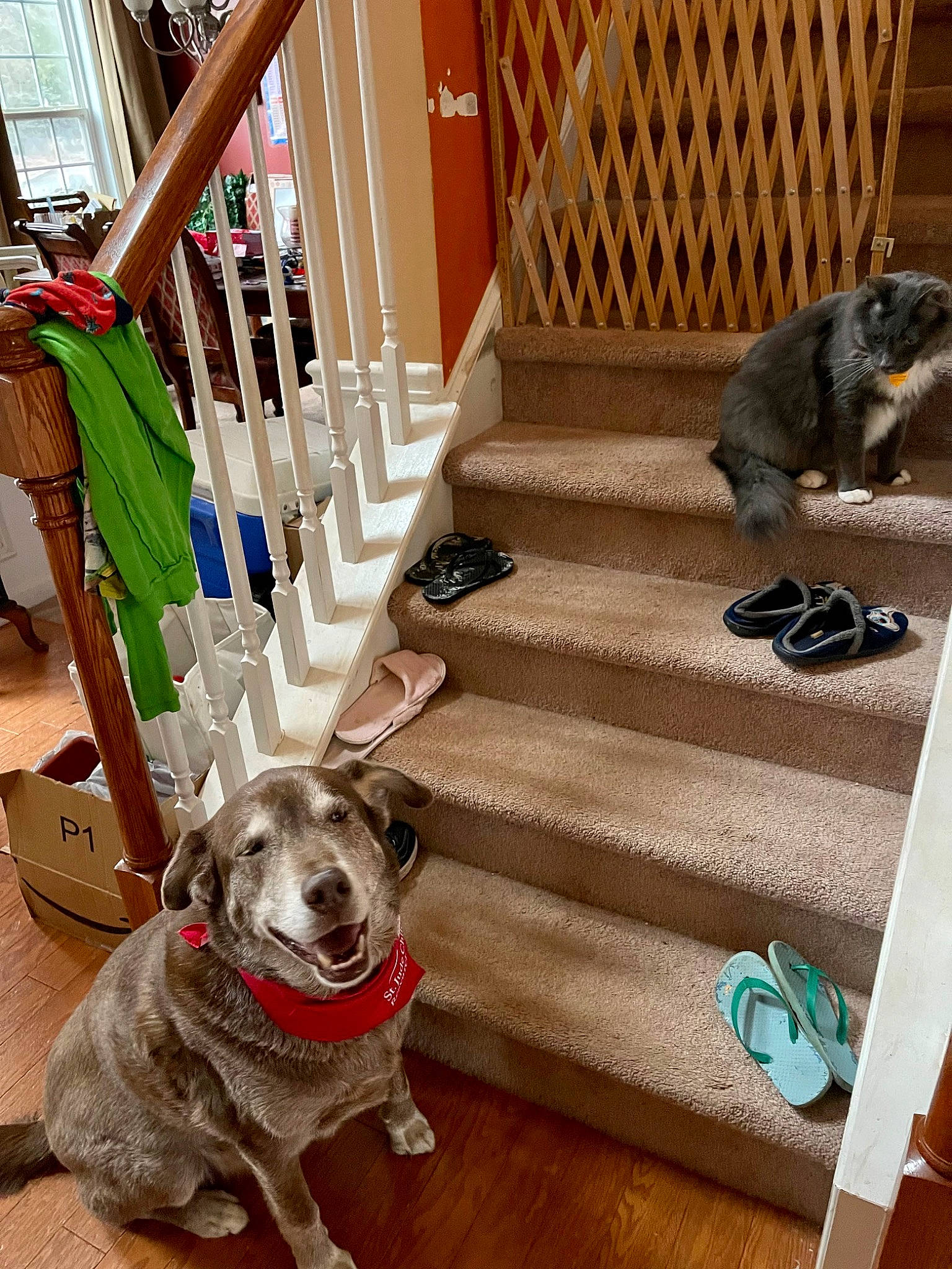 Hunter joined the competition — help win amazing prizes! blue, carnivore, collar, companion_dog, dog, dog_breed, dog_collar, dog_supply, fawn, felidae, floor, flooring, grey, hardwood, laminate_flooring, pet_supply, porch, small_to_medium_sized_cats, white, wood