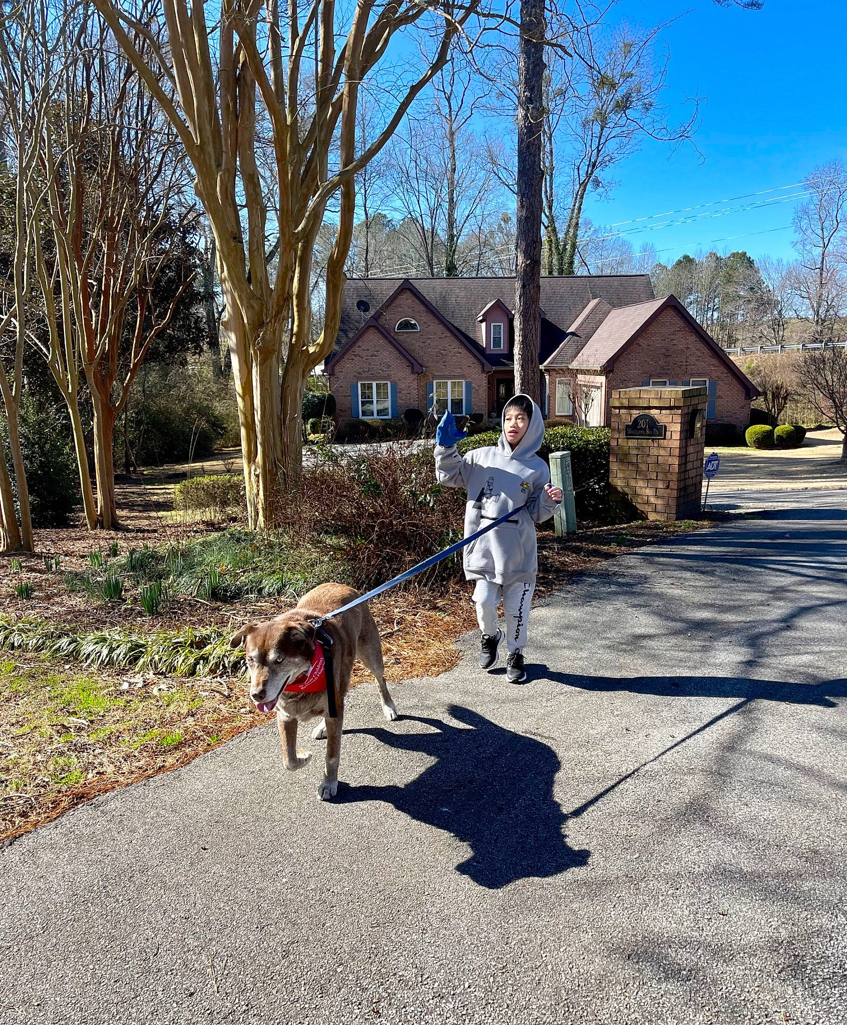 Hunter joined the competition — help win amazing prizes! asphalt, carnivore, dog, dog_breed, fawn, grass, house, landscape, leash, leisure, plant, recreation, road, road_surface, sidewalk, sky, sporting_group, tail, tree, walkway