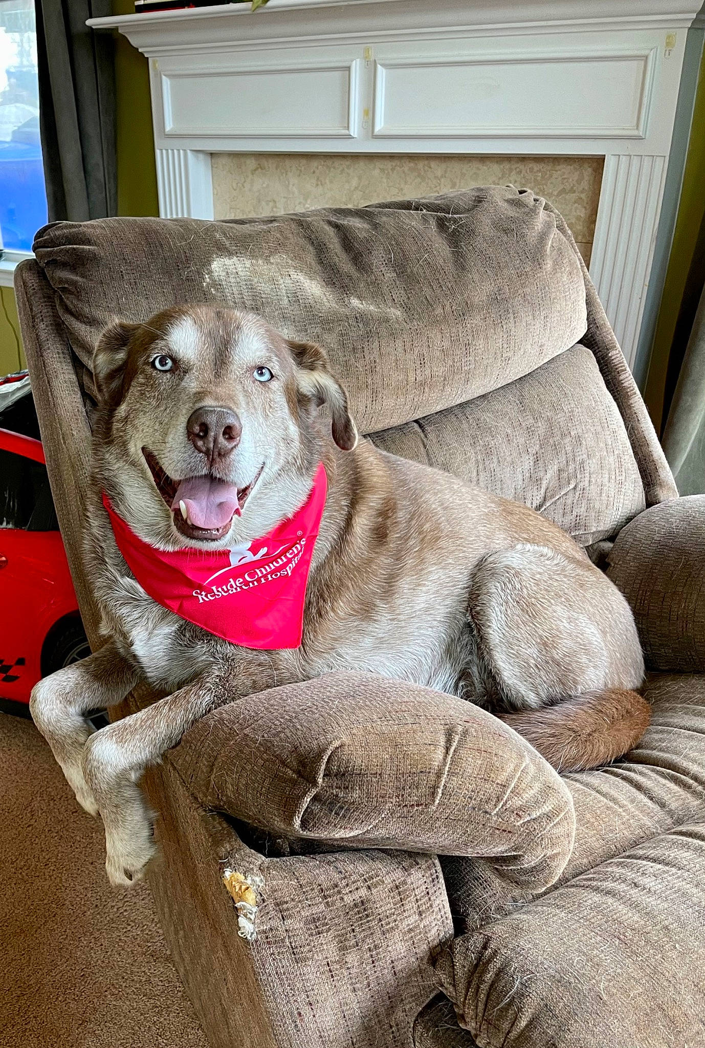 Hunter is registered to the contest to win money with this photo: canidae, carnivore, collar, comfort, companion_dog, couch, dog, dog_breed, dog_collar, dog_supply, fawn, leash, pet_supply, snout, sporting_group, tire, vehicle, wheel, window, working_animal