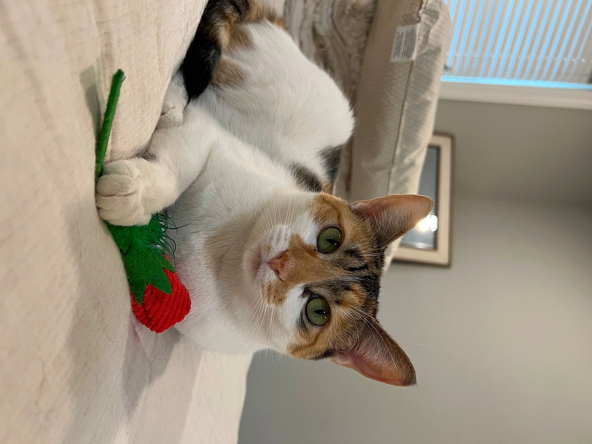 Ms New York joined the competition — help win amazing prizes! carnivore, cat, claw, comfort, domestic_short_haired_cat, fawn, felidae, foot, fur, linens, paw, plant, room, small_to_medium_sized_cats, snout, tail, whiskers, wood