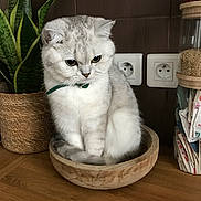 Lola participe au concours pour gagner de l'argent avec cette photo : cat, silver_tabby, wooden_bowl, plant, potted_plant, floor, kitchen, container, grain, green_collar, pet, animal, feline, domestic_cat, indoor, fur, whiskers, ears, tail, wooden_floor