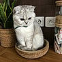 cat, silver_tabby, wooden_bowl, plant, potted_plant, floor, kitchen, container, grain, green_collar, pet, animal, feline, domestic_cat, indoor, fur, whiskers, ears, tail, wooden_floor