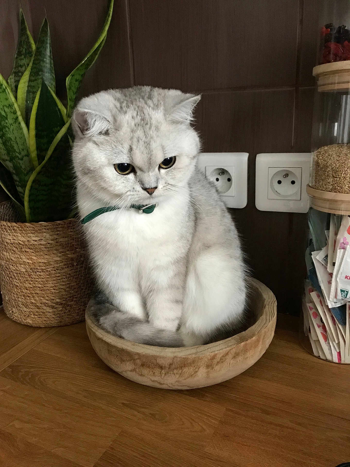 Lola participe au concours pour gagner de l'argent avec cette photo : cat, silver_tabby, wooden_bowl, plant, potted_plant, floor, kitchen, container, grain, green_collar, pet, animal, feline, domestic_cat, indoor, fur, whiskers, ears, tail, wooden_floor