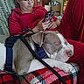 blanket, couch, dog, funny, furniture, harness, home, indoors, lap, leash, person, pet, phone, pit_bull, portrait, red_clothing, relaxed, seated, sleeping, woman