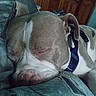 Vegas is registered to the contest to win money with this photo: animal, blanket, canine, close_up, closed_eyes, couch, cozy, dog, floppy_ears, harness, home, indoor, pet, portrait, relaxed, resting, sleeping, sleepy, snout, white_and_brown