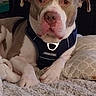 Vegas is registered to the contest to win money with this photo: animal, bed, blanket, bottle, brown_and_white, close_up, dog, floppy_ears, furniture, harness, indoors, living_room, lying_down, mirror, pet, pillow, pit_bull, portrait, serious_expression, sitting