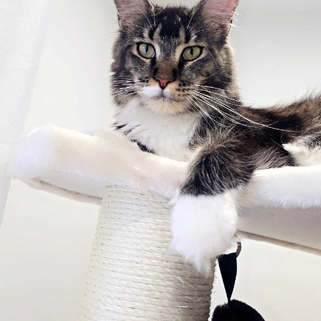 Vanille participe au concours pour gagner de l'argent avec cette photo : animal, cat, cat_tree, curious, cute, domestic_animal, ears, feline, fur, indoor, looking, paws, pet, playful, resting, soft_light, tabby_cat, toy, whiskers, white_background