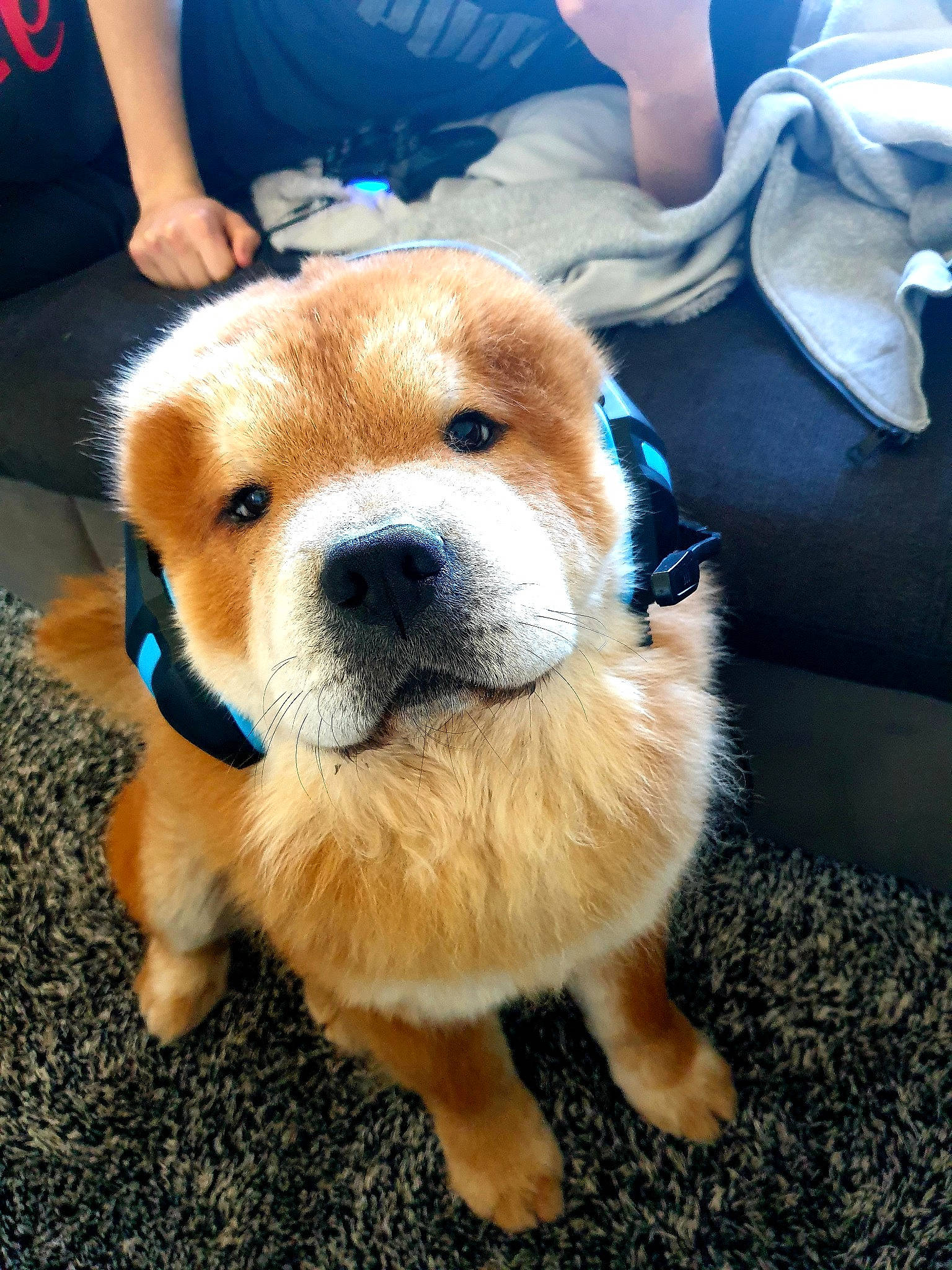 Simba a rejoint le concours — aidez-le/la à gagner de superbes lots ! ancient_dog_breeds, canidae, carnivore, chow_chow, companion_dog, dog, dog_breed, fawn, golden_retriever, mammal, non_sporting_group, nose, puppy, puppy_love, rare_breed_dog, snout, sporting_group, vertebrate