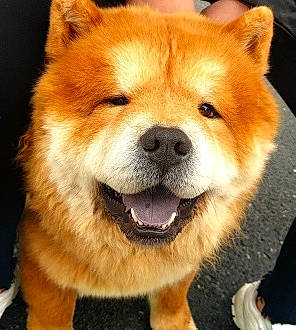 Simba a rejoint le concours — aidez-le/la à gagner de superbes lots ! akita, akita_inu, ancient_dog_breeds, canidae, carnivore, chow_chow, companion_dog, dog, dog_breed, icelandic_sheepdog, korean_jindo_dog, mammal, non_sporting_group, rare_breed_dog, shiba_inu, shikoku, snout, vertebrate