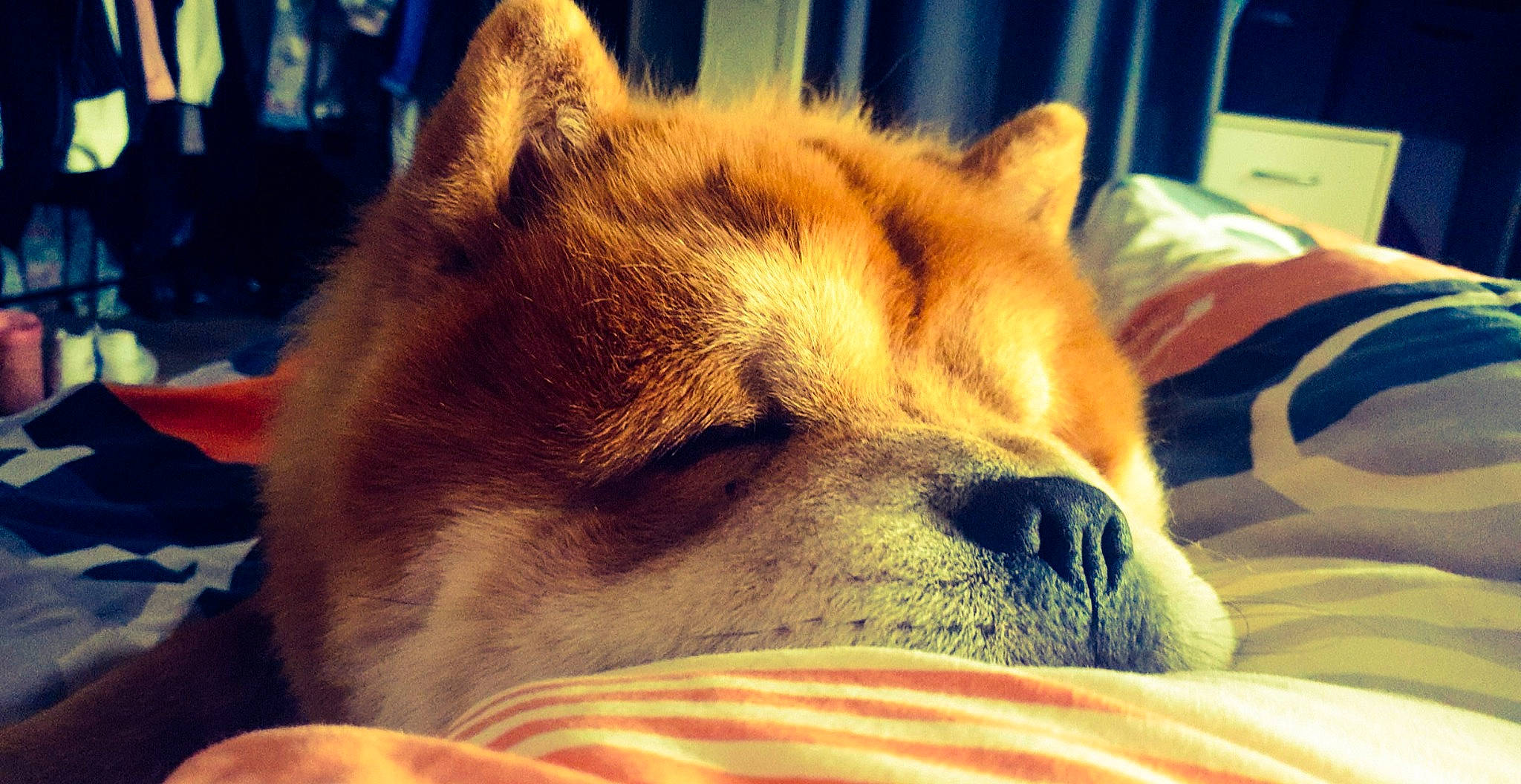 Simba a rejoint le concours — aidez-le/la à gagner de superbes lots ! akita, akita_inu, canidae, carnivore, close_up, dog, dog_breed, ear, fur, mammal, nap, non_sporting_group, nose, puppy, shiba_inu, sleep, snout, sporting_group, vertebrate, whiskers