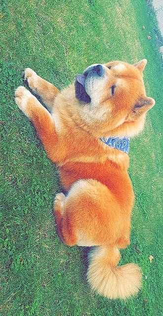 Simba participe au concours pour gagner de l'argent avec cette photo : akita, ancient_dog_breeds, canidae, carnivore, chow_chow, companion_dog, dog, dog_breed, fawn, non_sporting_group, pug, puppy, shar_pei, snout, sporting_group, tail