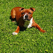 Budo participe au concours pour gagner de l'argent avec cette photo : dog, brown_dog, white_chest, grass, outdoor, sunlight, pet, canine, animal, lawn, relaxed, lying_down, nature, greenery, summer, daylight, mammal, domestic_animal, cute, friendly