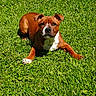 dog, brown_dog, white_chest, grass, outdoor, sunlight, pet, canine, animal, lawn, relaxed, lying_down, nature, greenery, summer, daylight, mammal, domestic_animal, cute, friendly