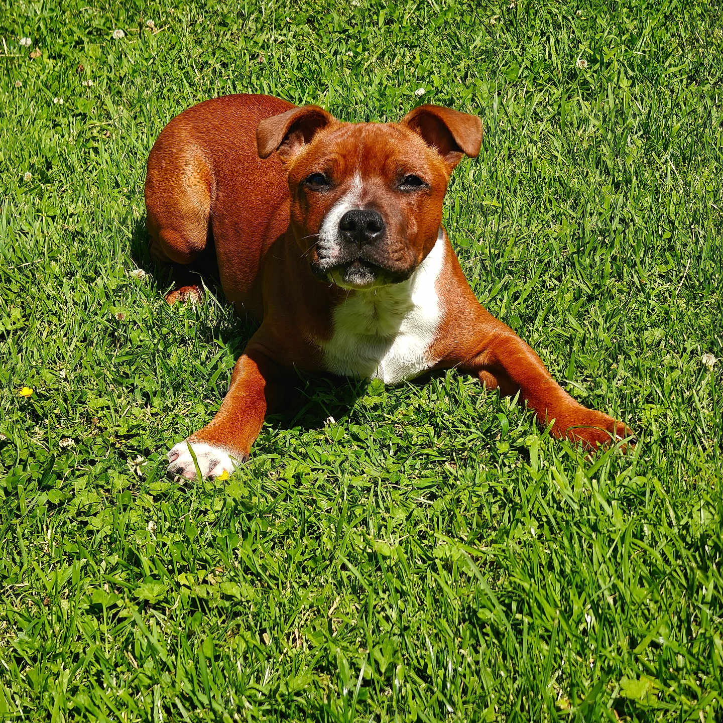 Budo participe au concours pour gagner de l'argent avec cette photo : dog, brown_dog, white_chest, grass, outdoor, sunlight, pet, canine, animal, lawn, relaxed, lying_down, nature, greenery, summer, daylight, mammal, domestic_animal, cute, friendly