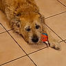 animal, brown_fur, calm, closeup, colorful, companion, cute, dog, domestic_animal, floor, head, indoor, laying_down, paw, pet, playful, resting, scruffy, tile, toy