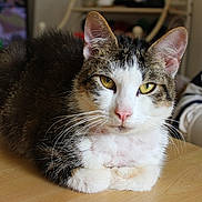 Zazu a rejoint le concours — aidez-le/la à gagner de superbes lots ! animal, blurred_background, cat, clothing, curious, domestic_cat, ears, face, fur, indoor, paws, person, pet, relaxed, tabby, table, whiskers, white_fur, wooden_surface, yellow_eyes
