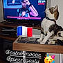 Zazu a rejoint le concours — aidez-le/la à gagner de superbes lots ! adult, animal, cat, computer, computerhardware, desk, electronics, furniture, hardware, laptop, male, man, monitor, pc, person, pet, screen, table, tape, tv
