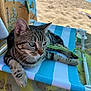 Estrelinha participe au concours pour gagner de l'argent avec cette photo : cat, tabby, beach, chair, striped, sand, ocean, relaxed, animal, pet, feline, outdoor, sunlight, vacation, summer, closeup, resting, cute, whiskers, ears