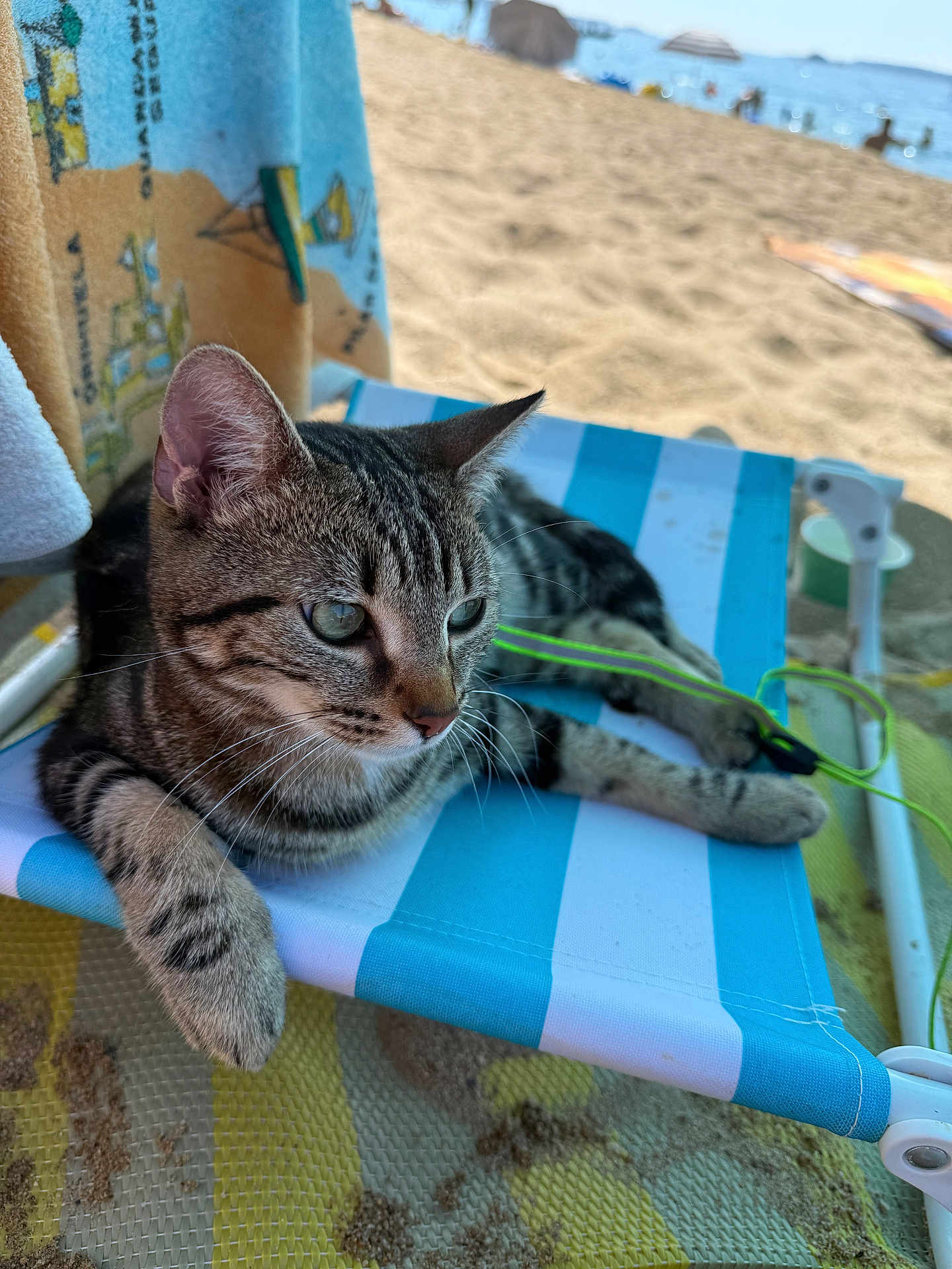 Estrelinha participe au concours pour gagner de l'argent avec cette photo : cat, tabby, beach, chair, striped, sand, ocean, relaxed, animal, pet, feline, outdoor, sunlight, vacation, summer, closeup, resting, cute, whiskers, ears