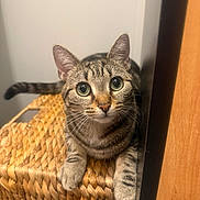 Estrelinha participe au concours pour gagner de l'argent avec cette photo : cat, tabby, wide_eyes, curious, basket, woven, paws, feline, indoor, pet, animal, close_up, whiskers, ears, striped, resting, looking, cute, domestic_cat, fur