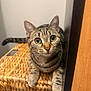 cat, tabby, wide_eyes, curious, basket, woven, paws, feline, indoor, pet, animal, close_up, whiskers, ears, striped, resting, looking, cute, domestic_cat, fur