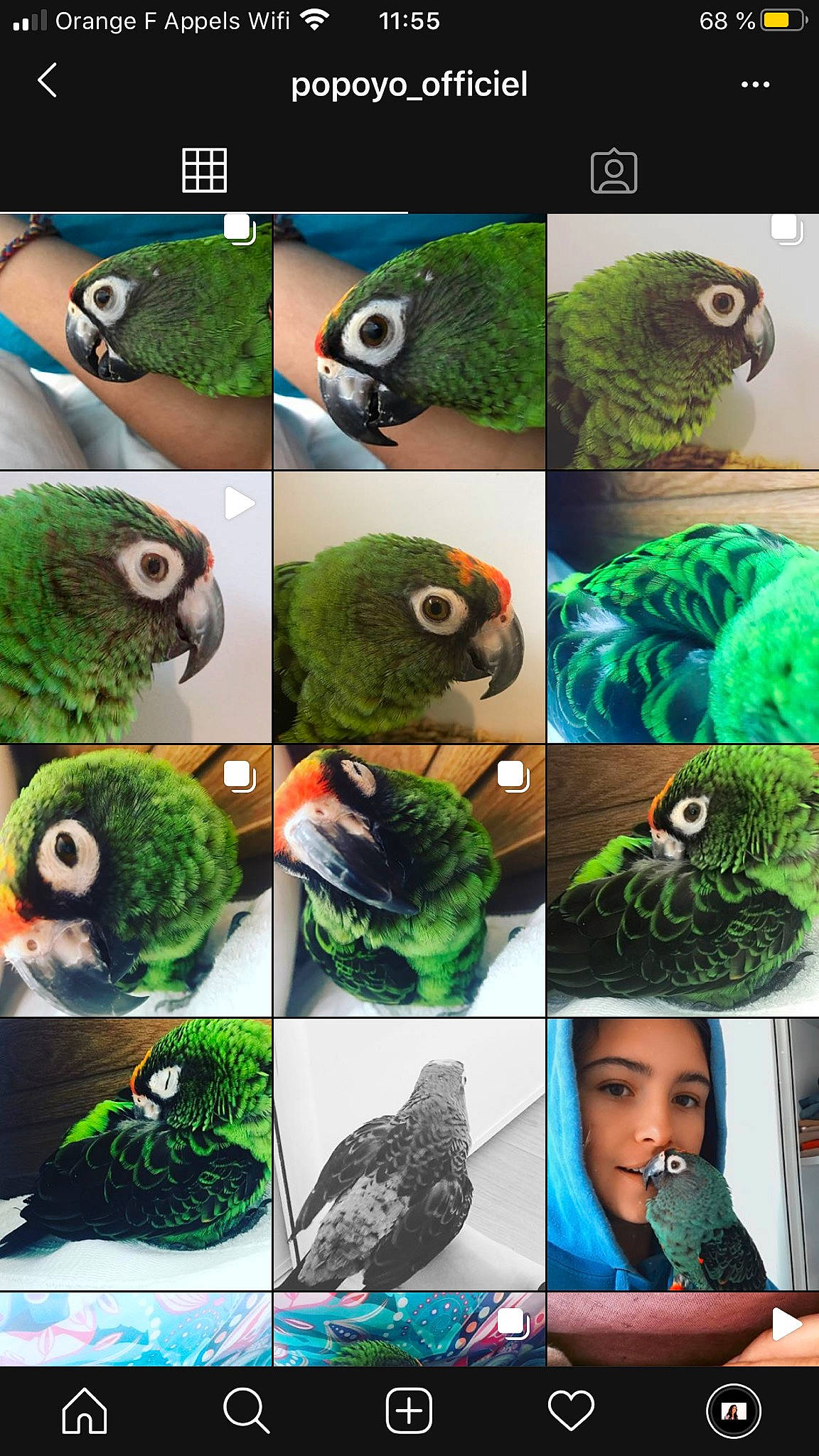 Popoyo a rejoint le concours — aidez-le/la à gagner de superbes lots ! adaptation, bird, green, organism, parrot, photography, plant, wildlife