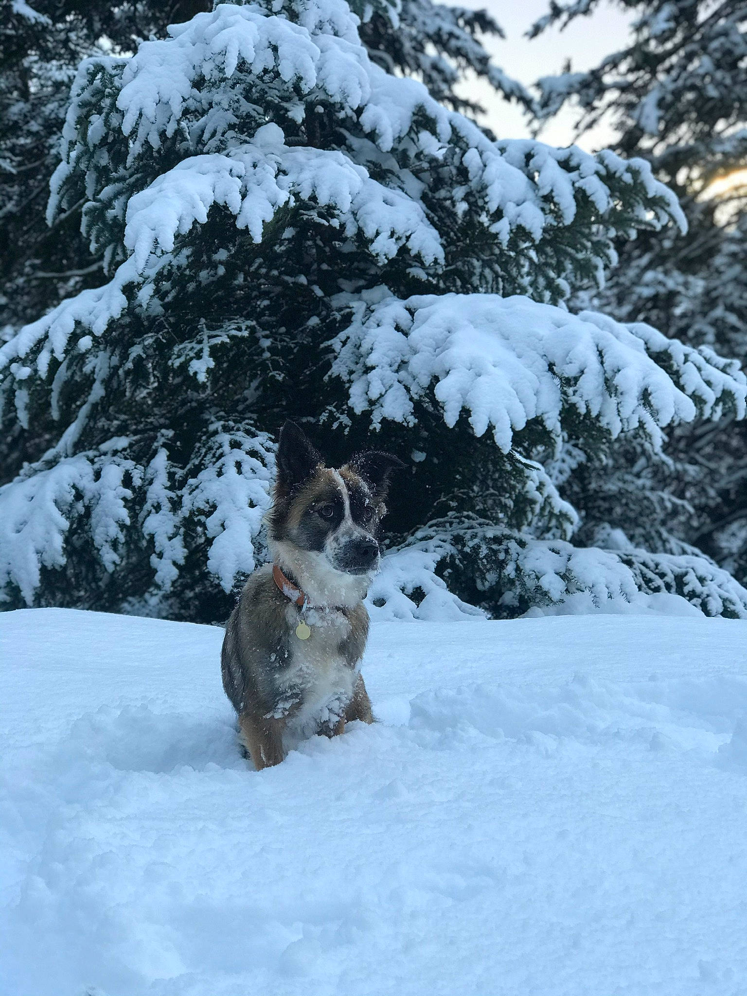 Railay participe au concours pour gagner de l'argent avec cette photo : carnivore, companion_dog, conifer, dog, dog_breed, felidae, freezing, frost, fur, plant, small_to_medium_sized_cats, snout, snow, sporting_group, tail, tree, twig, whiskers, winter, woody_plant