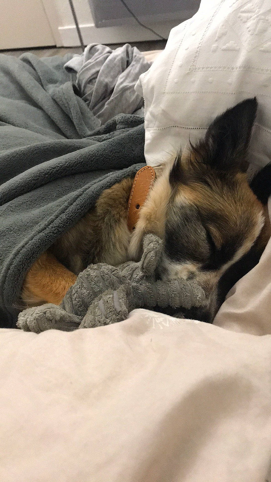 Railay participe au concours pour gagner de l'argent avec cette photo : bed, bedding, bedtime, canidae, carnivore, cat, comfort, companion_dog, dog, dog_breed, fawn, felidae, fur, grey, linens, paw, small_to_medium_sized_cats, sporting_group, whiskers, wildlife