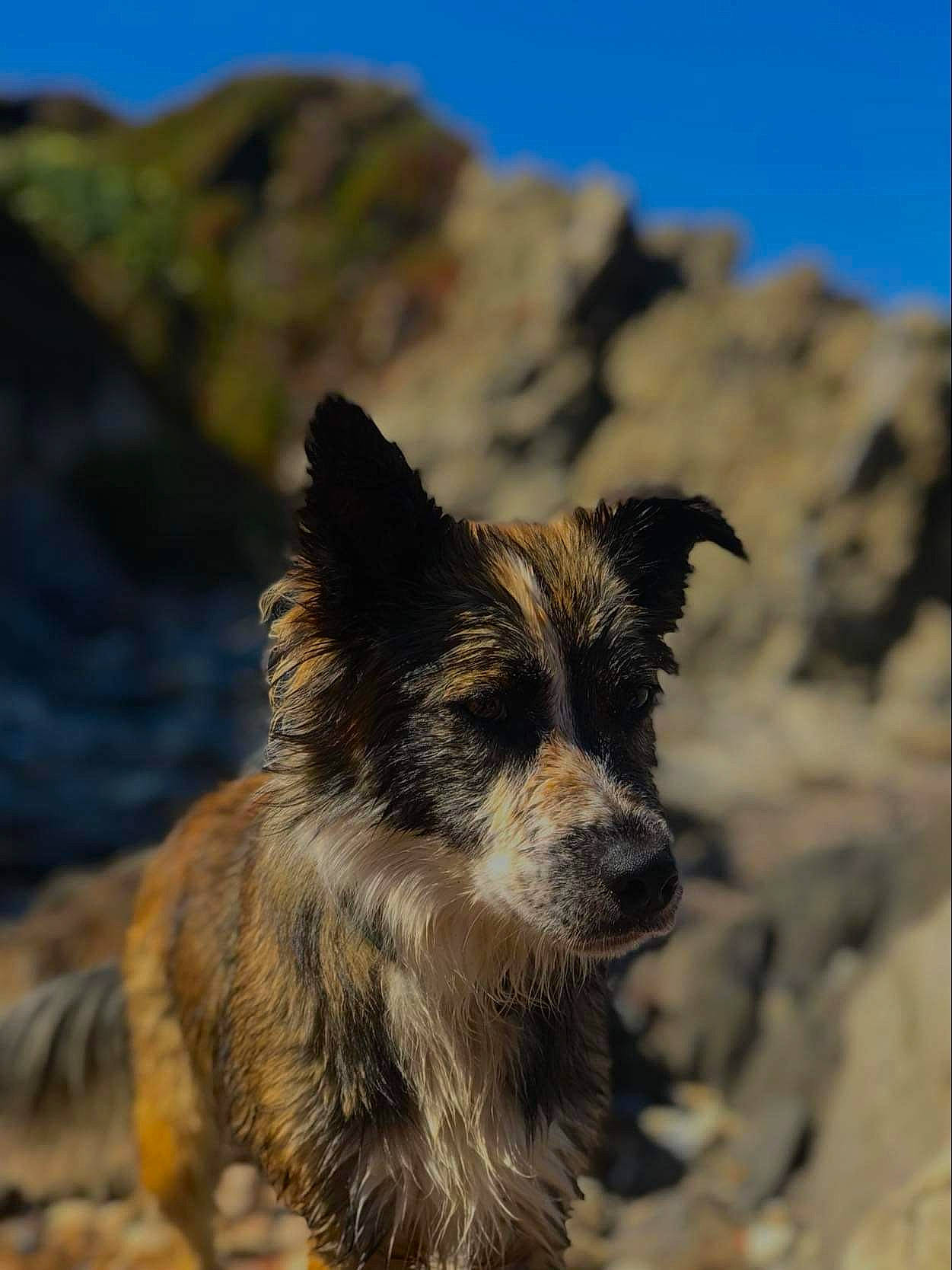 Railay participe au concours pour gagner de l'argent avec cette photo : australian_cattle_dog, bedrock, carnivore, companion_dog, dog, dog_breed, fur, herding_dog, hill, landscape, mountain, plant, rock, sky, soil, street_dog, terrestrial_animal, terrier, whiskers, working_dog