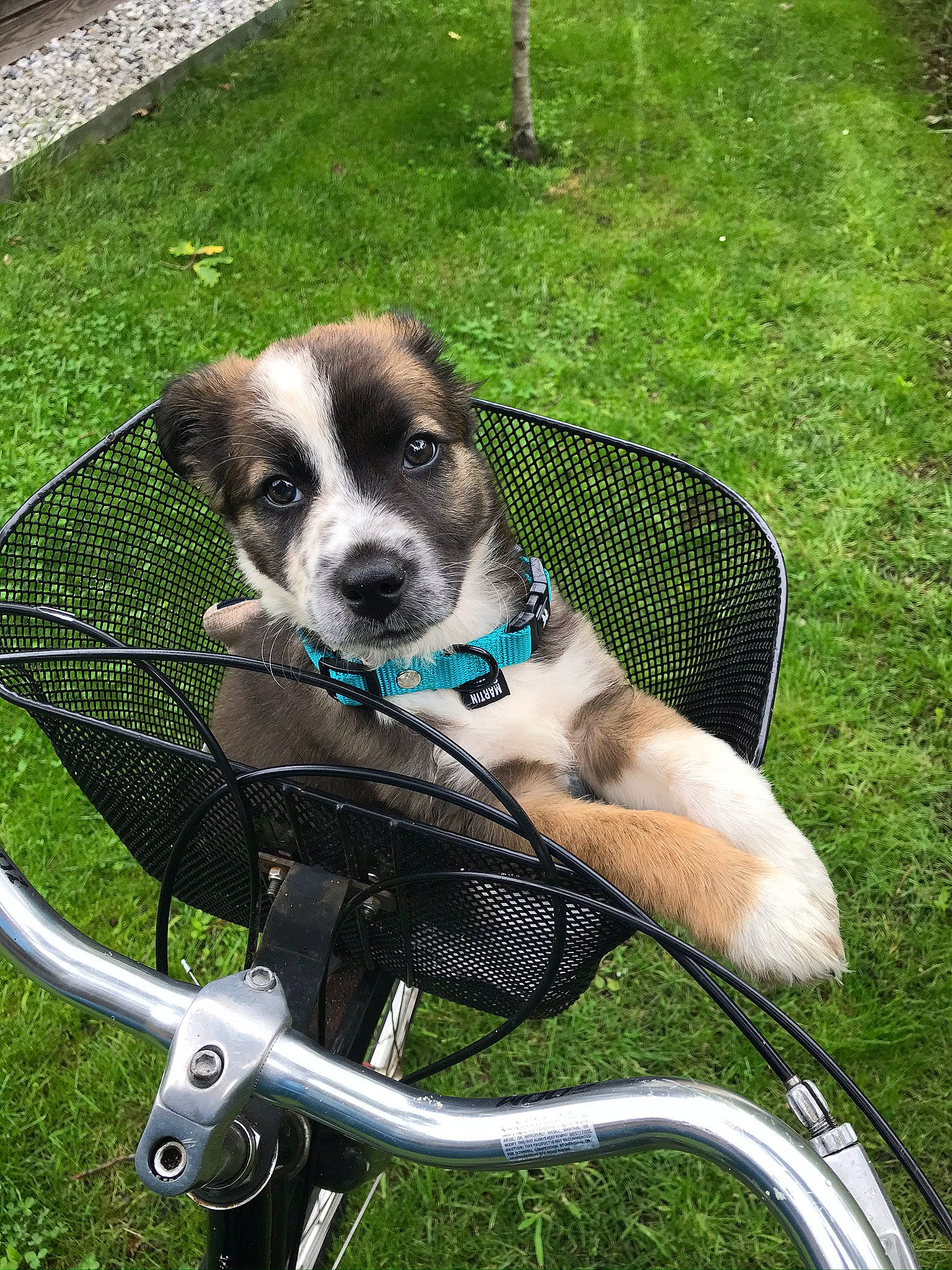 Railay a rejoint le concours — aidez-le/la à gagner de superbes lots ! basket, bicycle, bicycle_accessory, bicycle_basket, bicycle_fork, bicycle_handlebar, bicycle_part, bicycle_tire, carnivore, collar, companion_dog, dog, dog_breed, dog_collar, dog_supply, grass, leash, recreation, snout, spoke