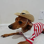 Marley is registered to the contest to win money with this photo: dog, pet, small_dog, hat, cowboy_hat, striped_shirt, clothing, lying_down, indoor, white_background, brown_dog, cute, animal, canine, portrait, looking_away, paws, ears, collar, domestic_animal