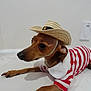 dog, pet, small_dog, hat, cowboy_hat, striped_shirt, clothing, lying_down, indoor, white_background, brown_dog, cute, animal, canine, portrait, looking_away, paws, ears, collar, domestic_animal