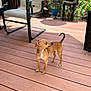 Marley is registered to the contest to win money with this photo: dog, small_dog, brown_dog, wooden_deck, outdoor, furniture, chair, table, potted_plants, plant, tail, ears, alert, pet, backyard, sunlight, shadow, curled_tail, looking_away, animal