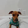 Marley is registered to the contest to win money with this photo: dog, small_dog, puppy, brown_dog, green_sweater, indoor, white_background, lying_down, cute, pet, animal, ears, snout, paws, short_hair, canine, looking_at_camera, domestic_animal, companion, young_dog