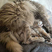 Cookie a rejoint le concours — aidez-le/la à gagner de superbes lots ! cat, fluffy, sleeping, fur, paws, cozy, blanket, indoor, pet, feline, resting, cute, animal, long_hair, soft, tail, relaxed, domestic, mammal, comfort