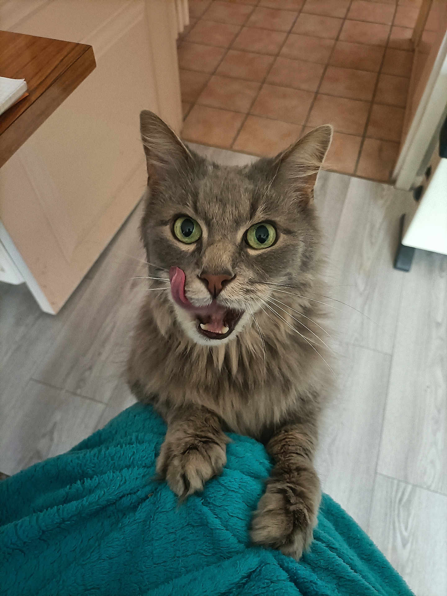Cookie a rejoint le concours — aidez-le/la à gagner de superbes lots ! cat, gray_cat, green_eyes, tongue_out, licking, paws, fur, indoor, kitchen, floor, tile_floor, blanket, teal_blanket, pet, animal, whiskers, cute, curious, looking_up, feline